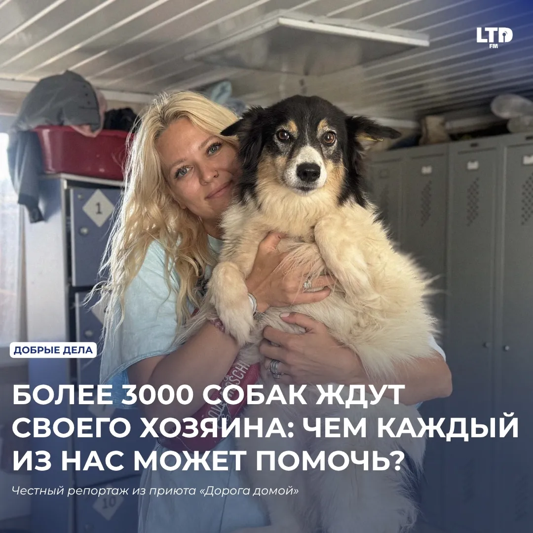 БОЛЕЕ 3000 СОБАК ЖДУТ СВОЕГО ХОЗЯИНА: ЧЕМ КАЖДЫЙ ИЗ НАС МОЖЕТ ПОМОЧЬ?